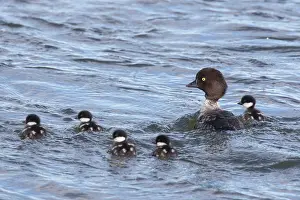 Goldeneye: Barrows Goldeneye - female with chicks on water