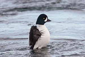 160517: Barrows Goldeneye flapping its wings Iceland