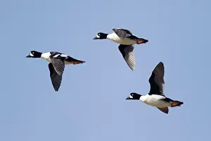 Goldeneye: Barrow's Goldeneye - in flight