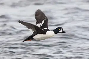 160517: Barrows Goldeneye flying drake Iceland