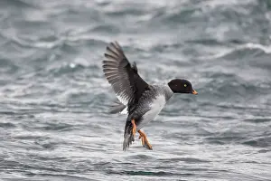 160517: Barrows Goldeneye flying female, Iceland