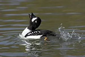 Islandica: Barrow's Goldeneye - Male Displaying