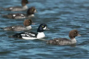 Goldeneye: Barrow's Goldeneye - male with several females