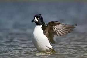 Goldeneye: Barrow's Goldeneye - male flapping wings