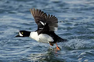 Goldeneye: Barrow's Goldeneye - male in flight taking off from water