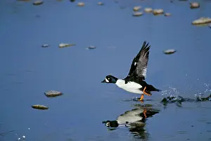 Islandica: Barrow's Goldeneye - male taking off