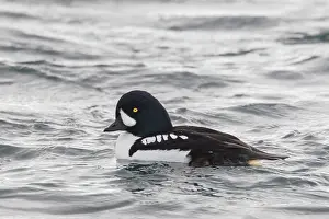 160517: Barrows Goldeneye swimming drake Iceland