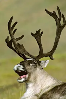Caribous: Barrren Ground Caribou - bull yawning