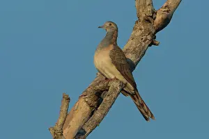 31517: Barshouldered Dove Perched on a branch Darwin Norther