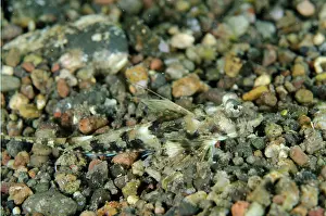 Pantar: Bartels Dragonet