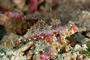 Manado: Bartel's Dragonet