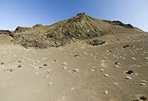 Boraginaceae: Bartolome Island