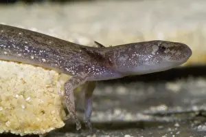 Eurycea: Barton Springs Salmander