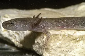 Eurycea: Barton Springs Salmander