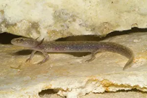 Eurycea: Barton Springs Salmander