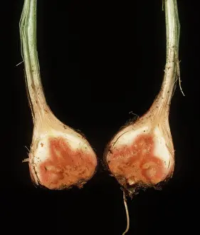 Basal: Basal rot on Freesia Corm