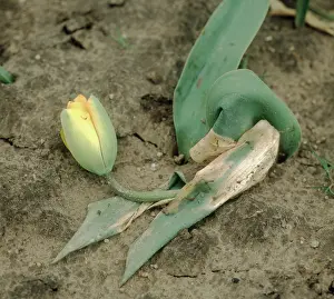 Basal: Basal rot of Tulip