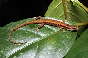 Skink: Basal Shade Skink, Australia