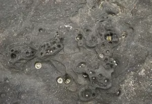 Intertidal: Basalt