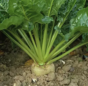 Beet: Base of a mature Sugar Beet (Beta vulgaris)