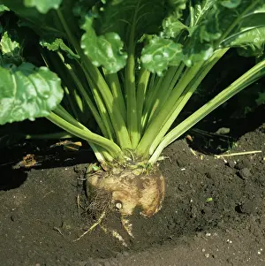 Beet: Base of a mature Sugar Beet (Beta vulgaris)