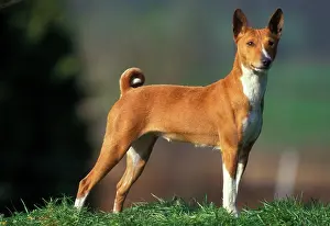 Basenjis: Basenji / Congo DOG - standing, side view
