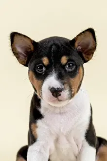 Basenji: Basenji or Congo Terrier (Canis lupus familiaris)