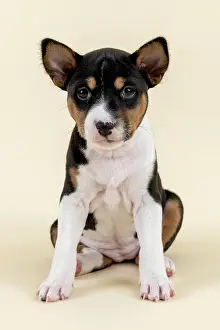 Basenji: Basenji or Congo Terrier (Canis lupus familiaris)