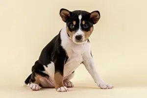 Basenji: Basenji or Congo Terrier (Canis lupus familiaris)