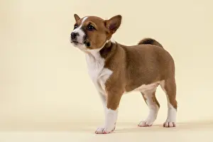 Basenji: Basenji or Congo Terrier (Canis lupus familiaris)