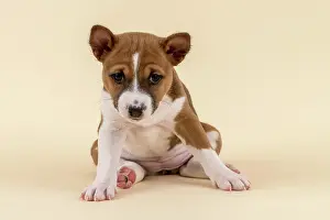 Basenji: Basenji or Congo Terrier (Canis lupus familiaris)