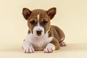 Basenji: Basenji or Congo Terrier (Canis lupus familiaris)