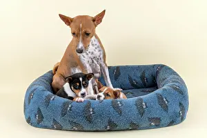 Basenji: Basenji or Congo Terrier (Canis lupus familiaris)
