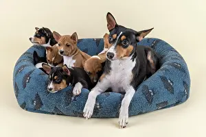 Basenji: Basenji or Congo Terrier (Canis lupus familiaris)