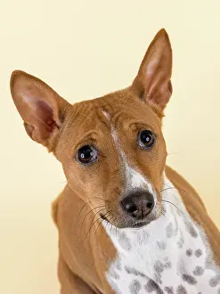 Basenji: Basenji or Congo Terrier (Canis lupus familiaris)