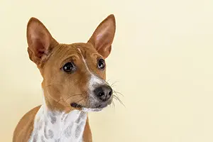 Basenji: Basenji or Congo Terrier (Canis lupus familiaris)