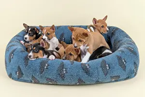 Basenji: Basenji or Congo terrier (Canis lupus familiaris)