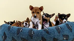 Basenji: Basenji or Congo terrier (Canis lupus familiaris)