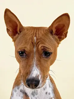 Basenji: Basenji or Congo Terrier (Canis lupus familiaris)
