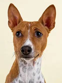Basenji: Basenji or Congo Terrier (Canis lupus familiaris)