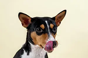 Difference: Basenji or Congo terrier (Canis lupus familiaris)