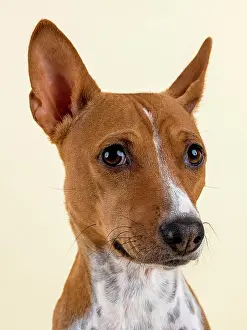 Basenji: Basenji or Congo Terrier (Canis lupus familiaris)