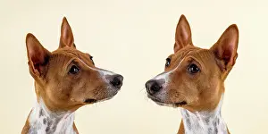 Basenji: Basenji or Congo terrier (Canis lupus familiaris)