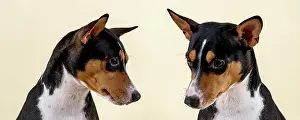 Tricolor: Basenji or Congo terrier (Canis lupus familiaris)
