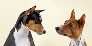 Basenji: Basenji or Congo Terrier (Canis lupus familiaris)