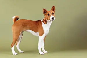 Basenji: Basenji or Congo Terrier (Canis lupus familiaris)