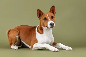 Basenji: Basenji or Congo Terrier (Canis lupus familiaris)