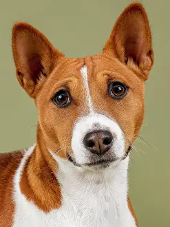 Basenji: Basenji or Congo Terrier (Canis lupus familiaris)
