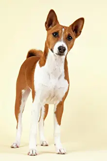 Congo: Basenji or Congo Terrier (Canis lupus familiaris)
