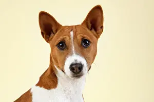 Congo: Basenji or Congo Terrier (Canis lupus familiaris)